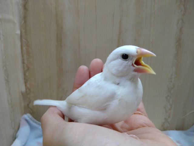 白文鳥