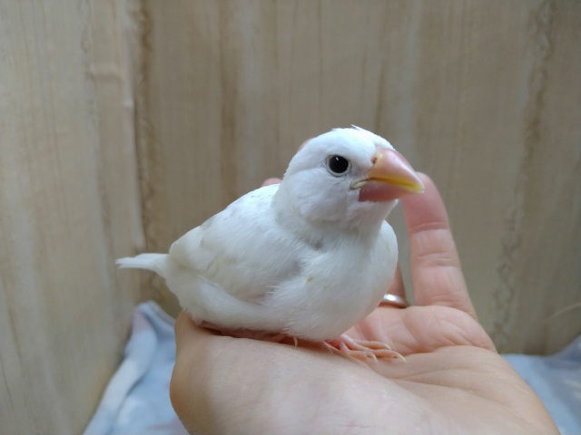 白文鳥