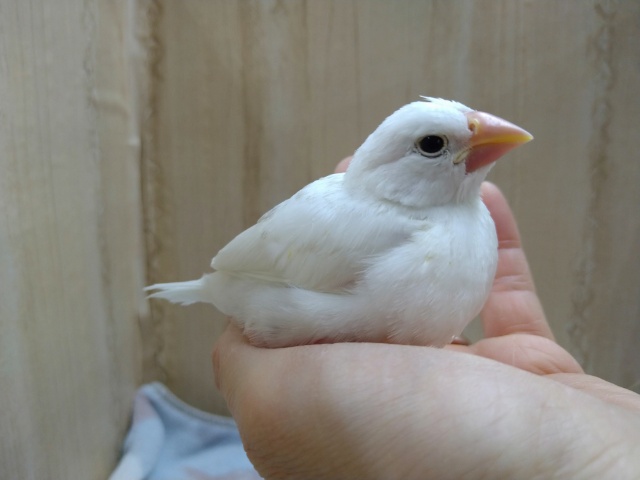 安心サイズの白文鳥さんいますよ！