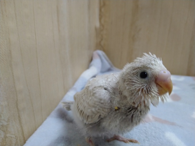 淡いグレーが素敵！セキセイインコのライラックいますよ〜