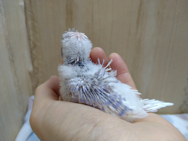 羽衣セキセイインコ