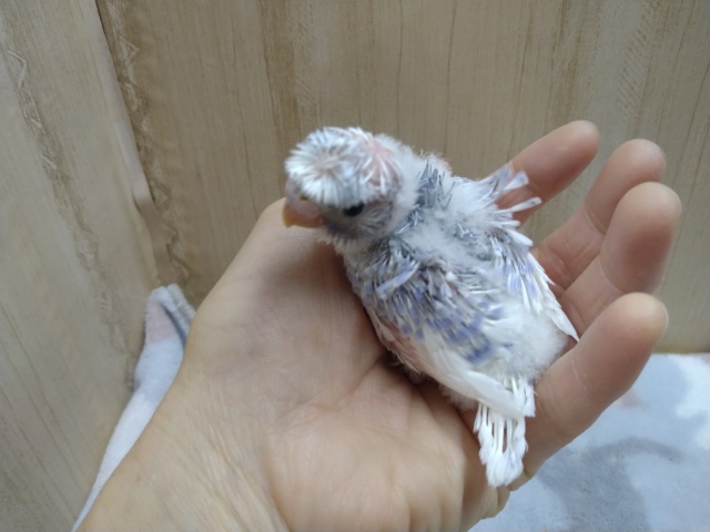 羽衣セキセイインコ