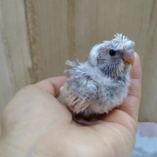 最新の背中画像あり！成長が楽しみです！羽衣セキセイインコのヒナが来ました