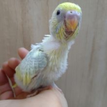 かなり美カラーのセキセイインコのヒナが来ました〜