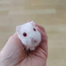 レア！！ルビーアイのハムスターちゃんですよー♪
