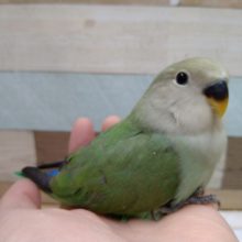 あざと可愛い小桜インコさんです♥