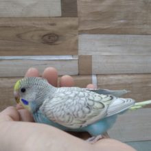 まるで雲みたいなカラーのセキセイインコさんいますよ〜