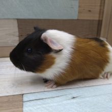 拳２コ分サイズのモルモットさんが来ました〜