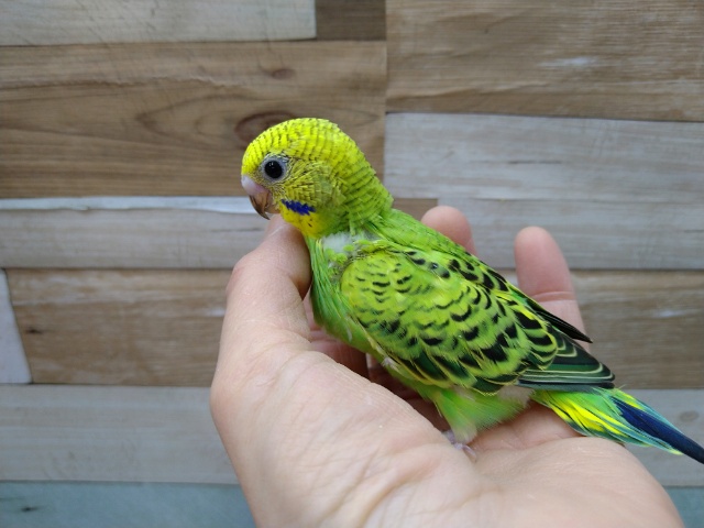 新緑みたいに鮮やかなグリーンのセキセイインコさん来ました 東京からもほど近い 千葉県 神奈川県 埼玉県でセキセイインコ を販売するペットショップ