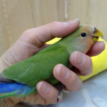 最新画像、動画あります！お尻わたわた〜、小桜インコのヒナが来ました