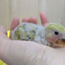 コザクラインコ 小桜インコ の販売一覧 東京からもほど近い 千葉県 神奈川県 埼玉県のペットショップ