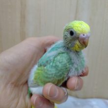 エメラルドグリーンのセキセイインコ来ました！