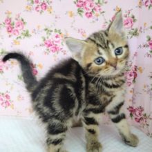 困り顔❤️アメリカンショートヘア 女の子♪