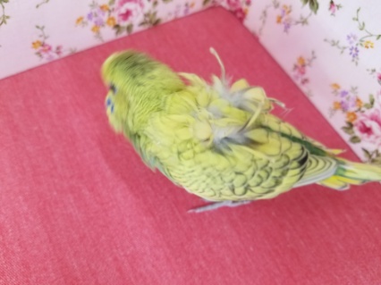 羽衣セキセイインコ