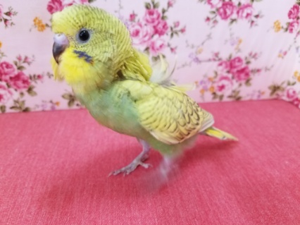 美鳥になりそうな予感？羽衣セキセイインコちゃん