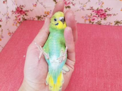 羽衣セキセイインコ