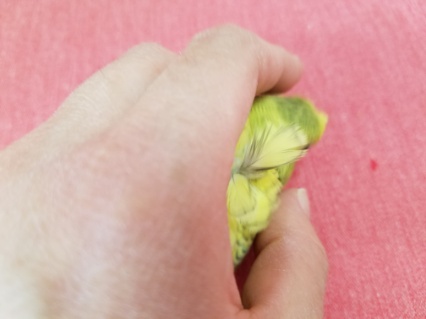 羽衣セキセイインコ