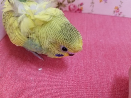 羽衣セキセイインコ