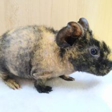 最新画像あり！ポワポワになりました♥かなりのチビッこ～　スキニギニアピッグ　男のコ～～