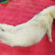 おっとりマイペース。マーシャルフェレットくん