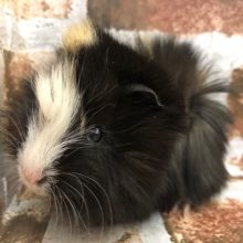 巻毛のモルちゃん♪