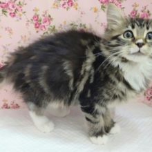 おっとり～ サイベリアン 女の子♪