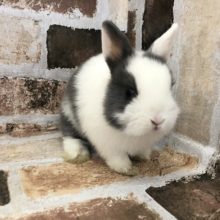 瞳の綺麗なネザーランドドワーフラビットさん♪(ブルー&ホワイト)