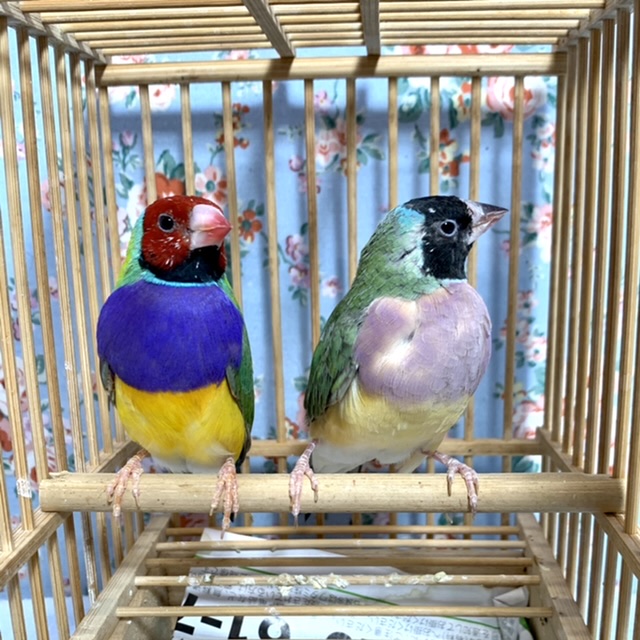 コキンチョウ ノーマル ペア 2月18日 コキンチョウ