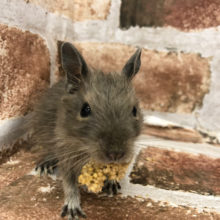 小さなエンジェル♡デグーくん(ブルー)