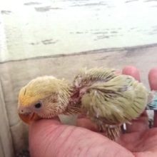 コザクラインコ 小桜インコ の販売一覧 東京からもほど近い 千葉県 神奈川県 埼玉県のペットショップ