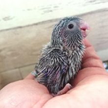 鮮やか☆！！！　マメルリハインコ（ブルー）オスです！