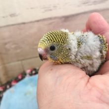 ある意味。。レア☆　セキセイインコ　ノーマル～～