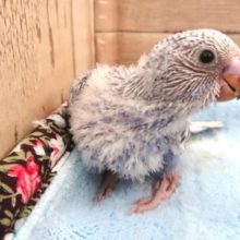 チラ見のセキセイインコ。　スパングルになります！