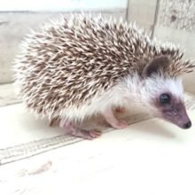 積極的なぁ～　ハリネズミ～～