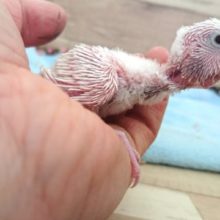 元気に育てて！セキセイインコ　ダブルファクター　２０２１　2月４日