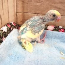 連れていきましょー！セキセイインコ　レインボーパイド　２０２１　２月４日