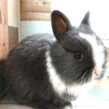 明るいイケメン　ネザーランドドワーフラビット　～～