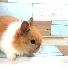 はぁ～～。。可愛いです。。ネザーランドドワーフラビット～～