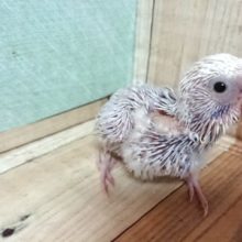 お問い合わせ多いカラーのセキセイです！ライラック〜〜