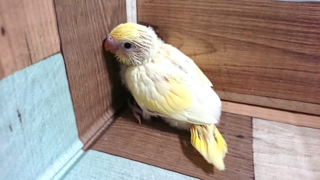 ほんわかタイプ。　セキセイインコ　クリーム～～