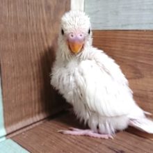 ﾚｱですね！ホワイト系の黒目ダブルファクター　セキセイインコ