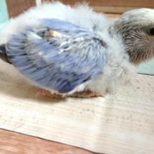 らぶバードお探しの方！　おススメですよ！！コザクラインコ　ブルーオパーリン～～