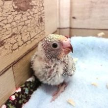 ビビっと来る☆彡　美々セキセイインコ　レインボースパングル　2021　２月１２日