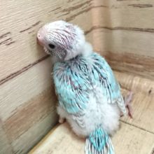 ｷﾚｲなコですよっ セキセイインコ 2021 ２月１２日