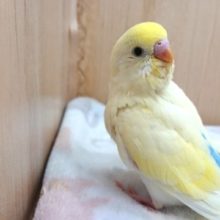 最新画像あります！ポタージュみたいなセキセイインコのヒナが来ました！