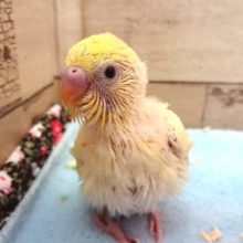 モデルさん風～　セキセイインコ　クリームカラー　2021　２月１７日