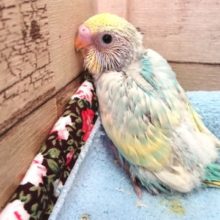 やや控えめタイプっ？　セキセイインコ　レインボーパイド　2021　２月１７日
