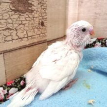 やはりキレイな鳥さんですねぇ～　セキセイインコ　ダブルファクター 2021　２月１８日
