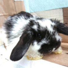 飛べそう～　むっちり体系のロップイヤー　です！　　