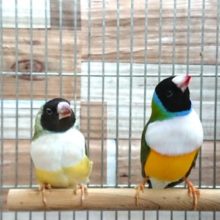 仲良しペアのコキンチョウ☆彡　ブルーになります～～　